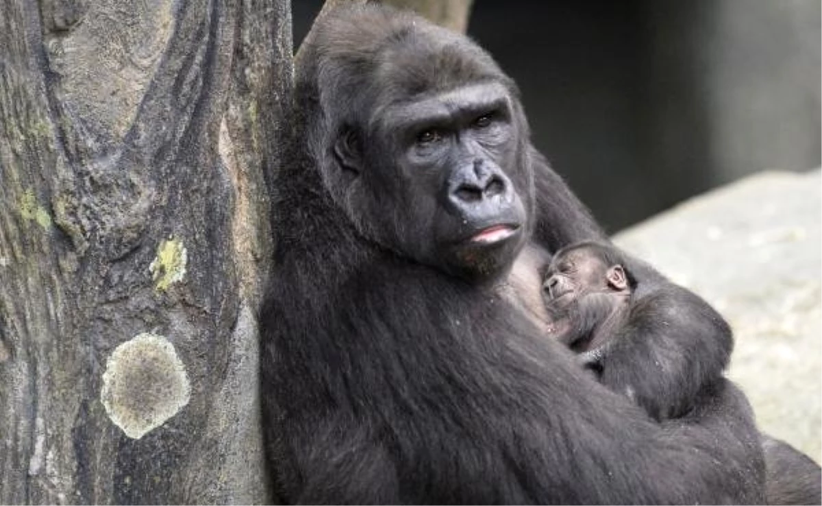 Dünyanın En Yaşlı Gorili Öldü