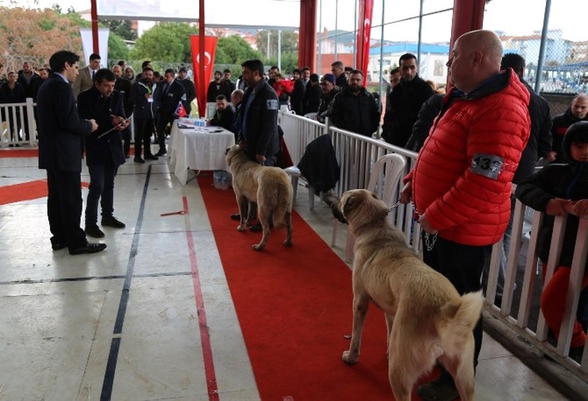 Gaziemir\'de Köpek Irkları Yarışması