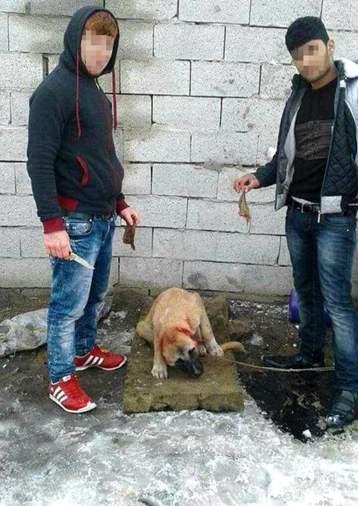 Güncelleme - Isparta\'da Yavru Köpeğin Kulaklarının Kesildiği İddiası