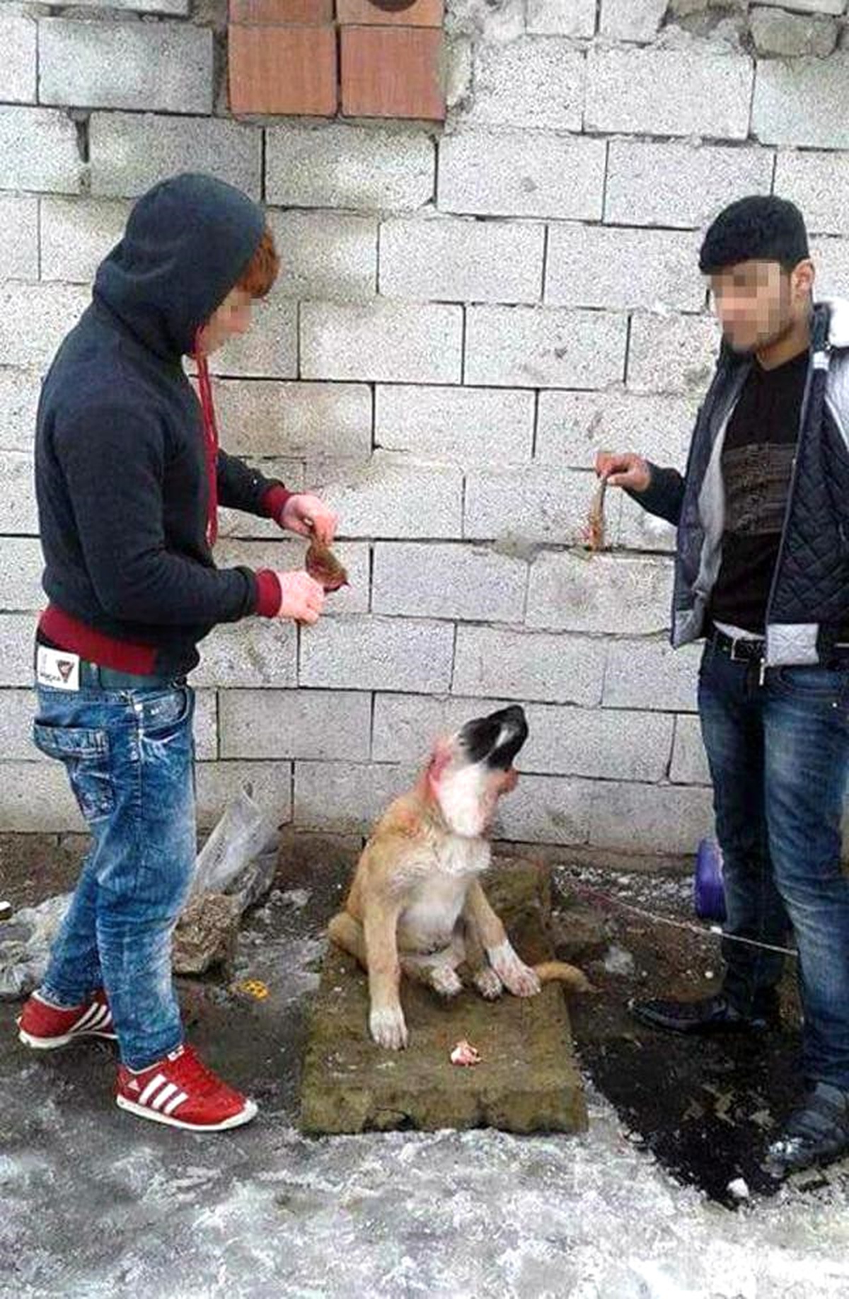 Isparta\'da Yavru Köpeğin Kulaklarının Kesilmesi