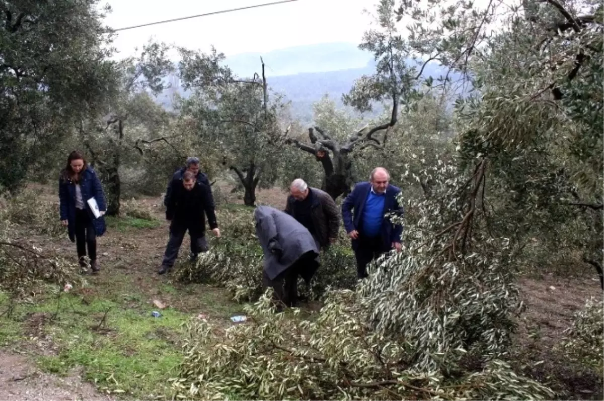 Kar Zeytin Ağaçlarını Budadı