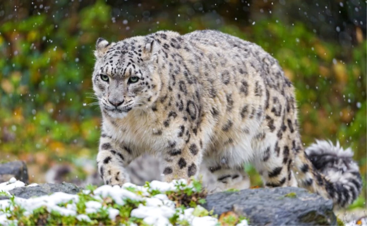 Leoparlar ile Kar Leoparları İlk Kez Bir Arada Görüldü