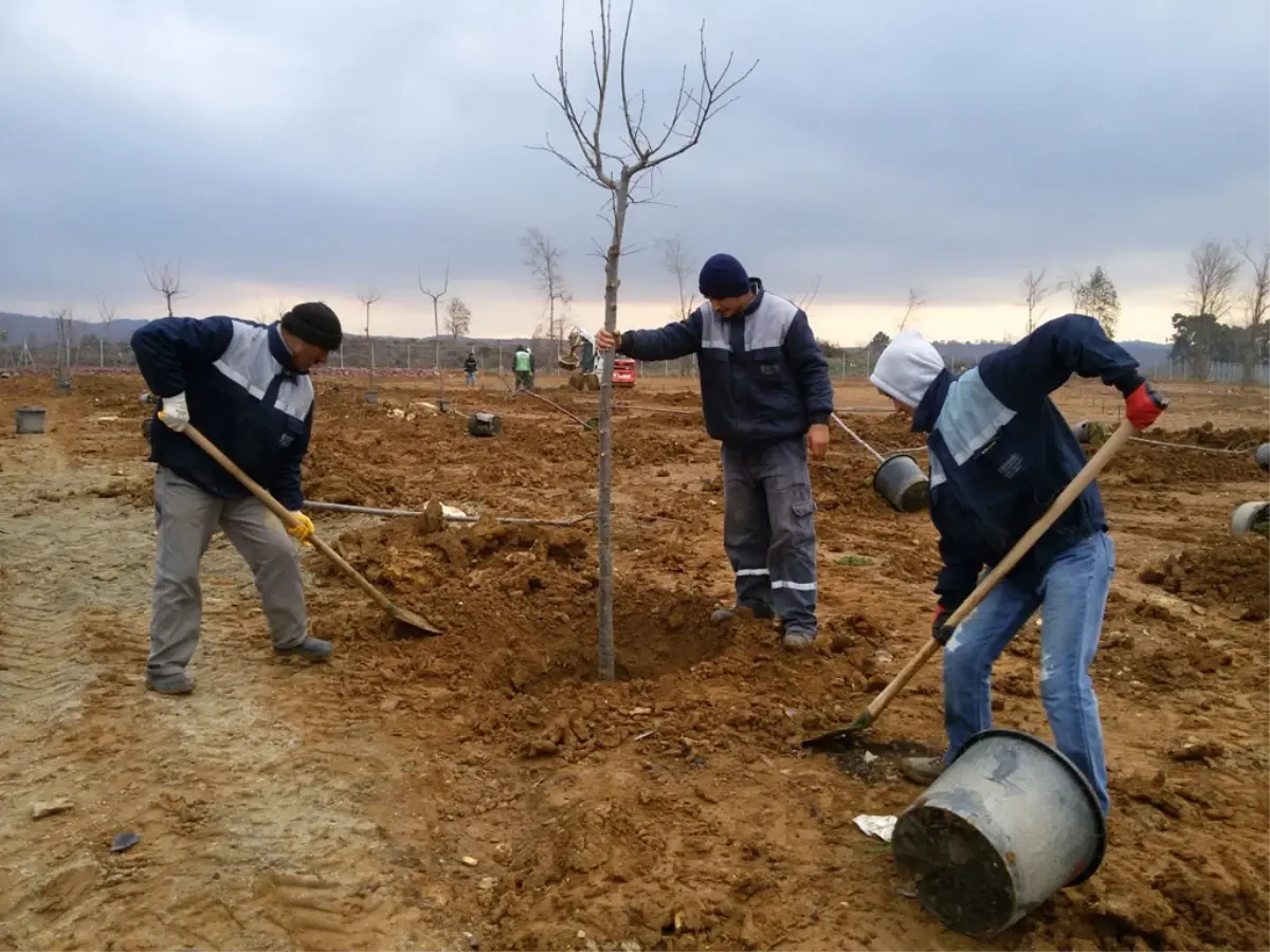 Miço Koyu şimdiden yaza hazırlanıyor