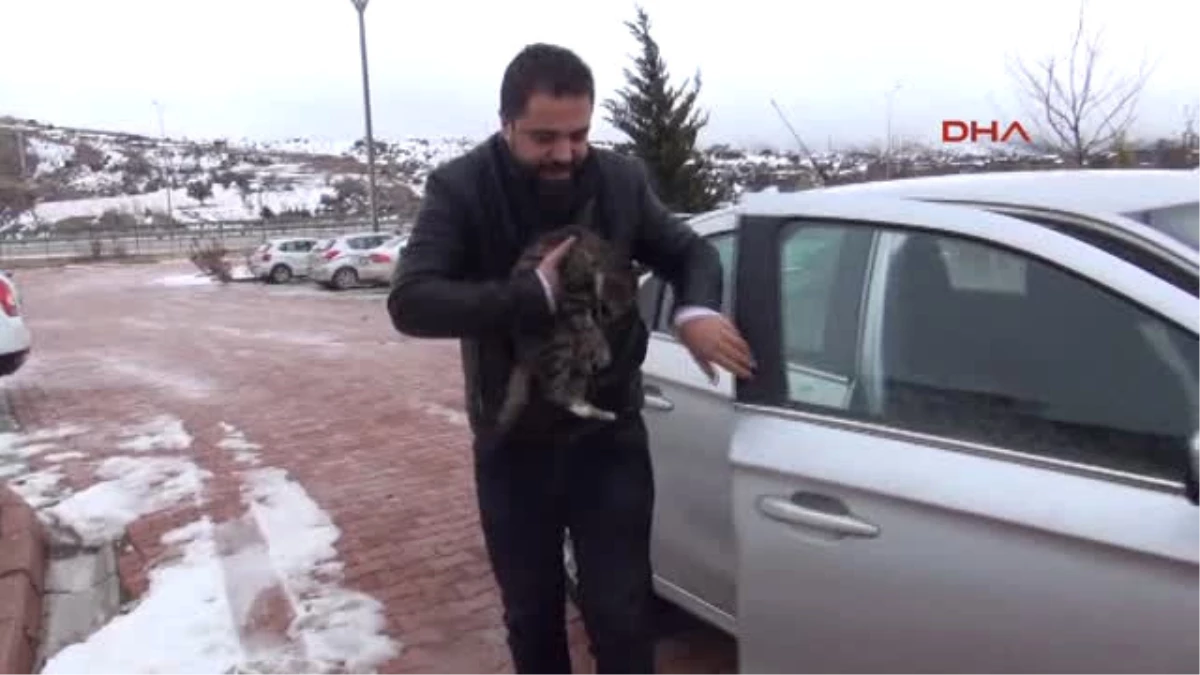 Burdur Buza Yapışmış Halde Bulunan Kedi Tedaviye Alındı