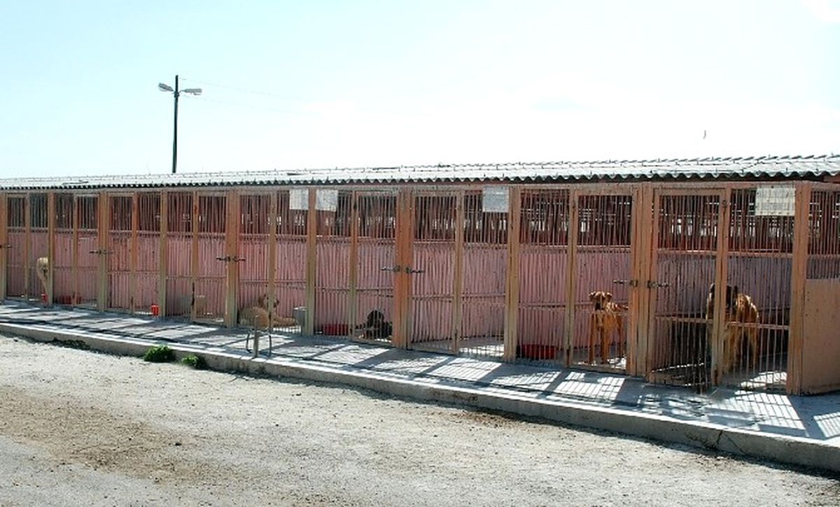 Büyükşehir\'den Sahipsiz Hayvanlar İçin Merhamet Yuvası