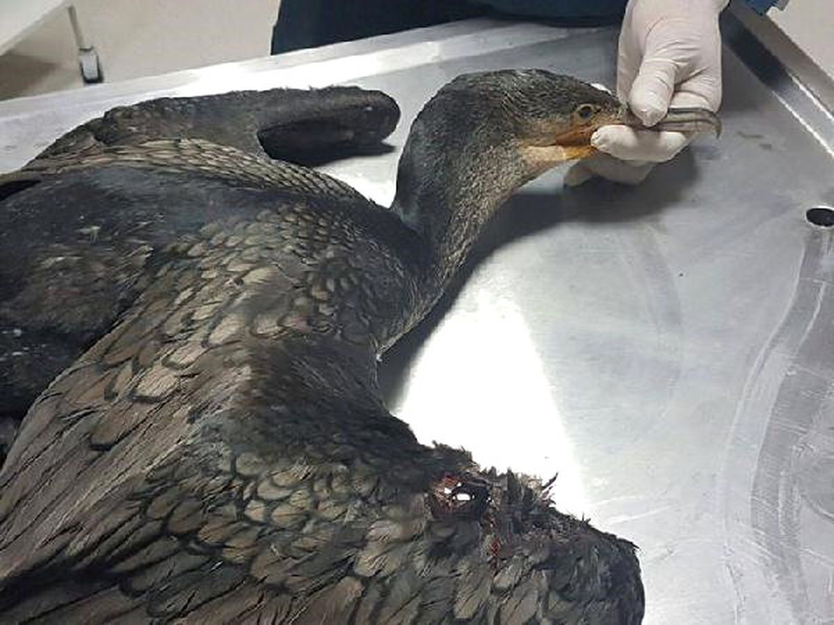 Dallar Arasında Sıkışan Karabatağı İtfaiye Kurtardı