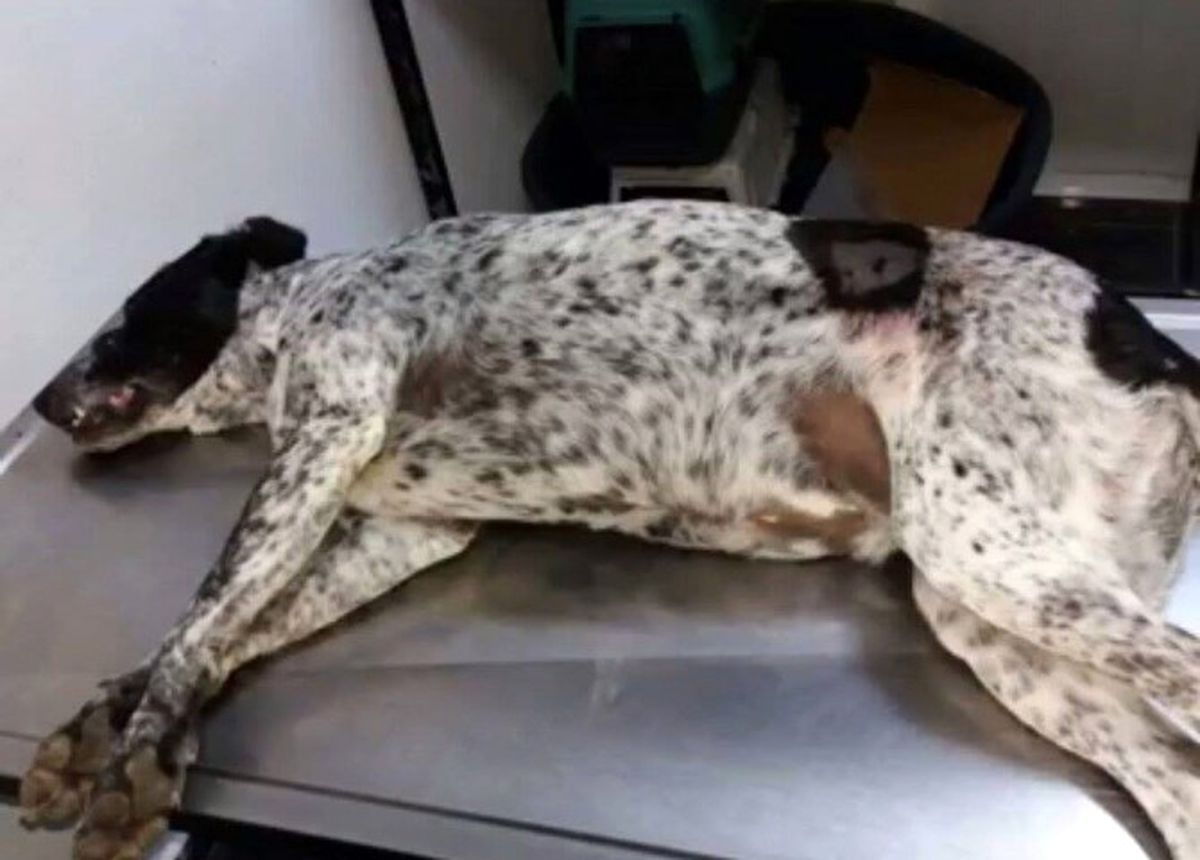 Hayvanseverlerden Ortaca\'daki Köpek Cinayetine Tepki