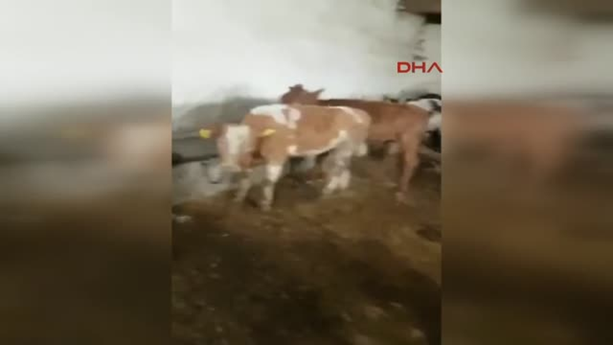 Izmir Çalınan Danaların Bir Bölümü Bulundu