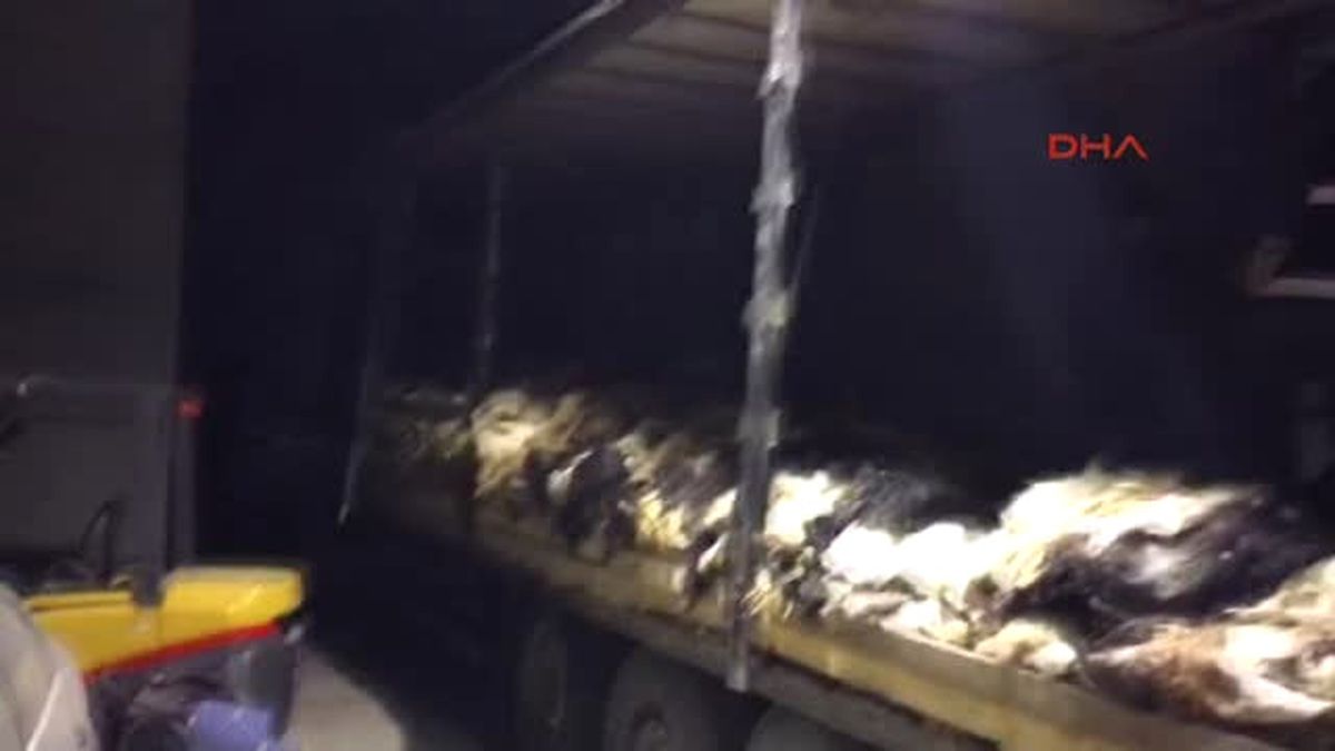 Kahramanmaraş Tır\'daki Derilerin Altında 60 Bin Paket Kaçak Sigara Ele Geçti