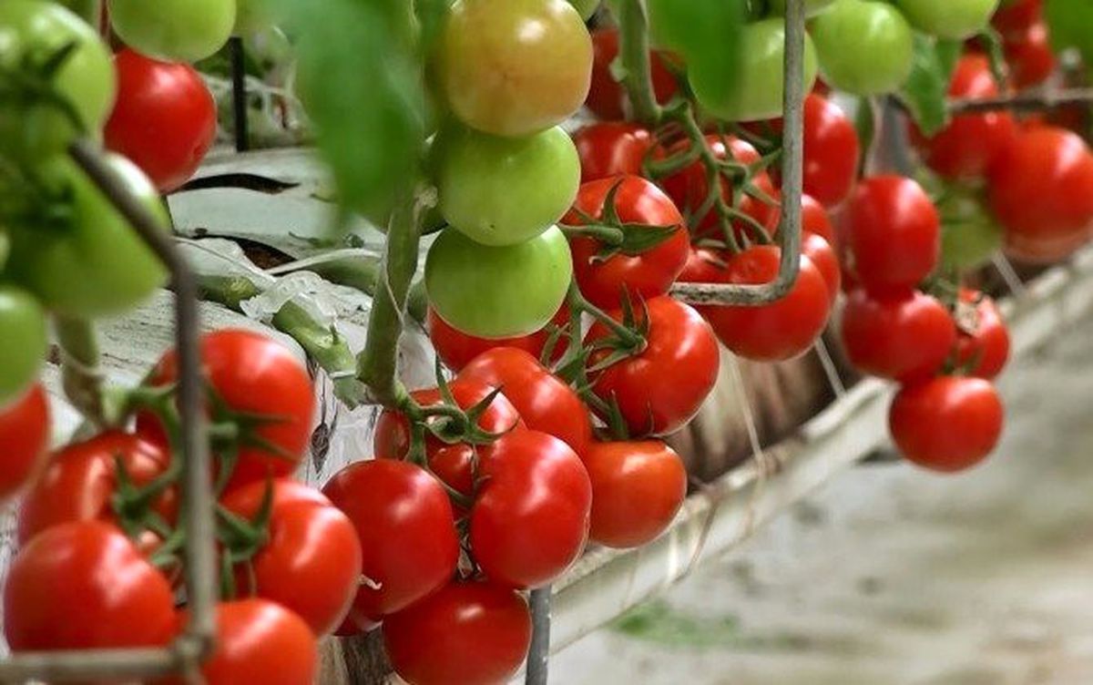 Kayseri Şeker\'in Domatesleri Sofralardaki Yerini Aldı