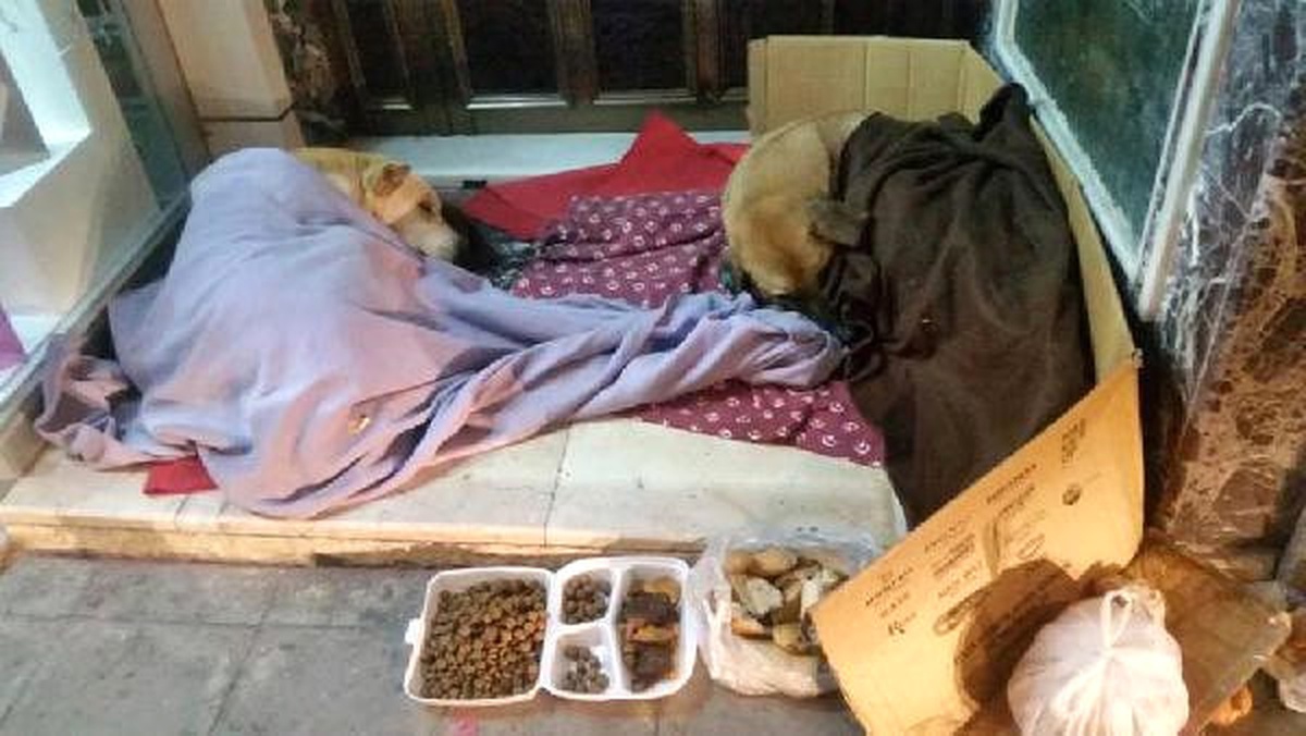 Konya\'da Sokak Köpekleri Üşümesin Diye