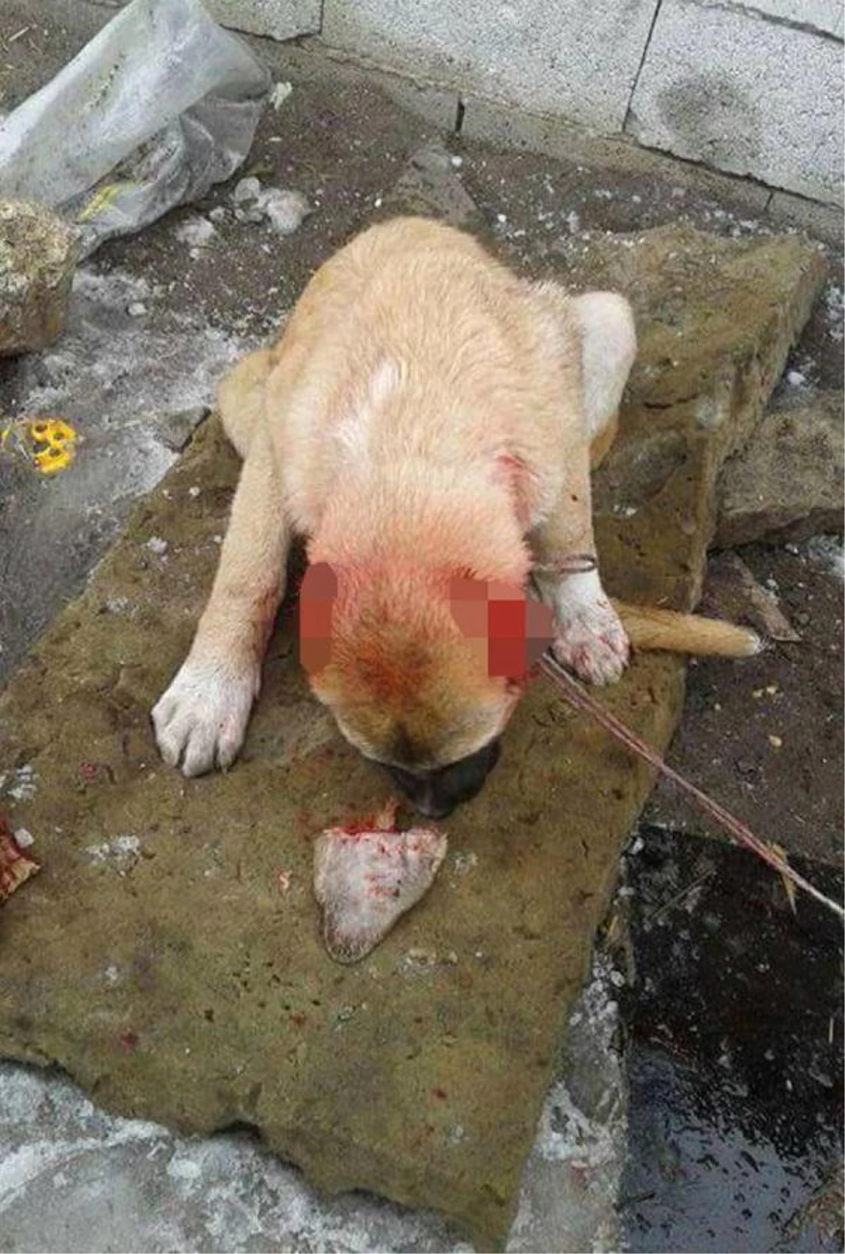 Kulakları Kesilmiş Köpek Fotoğrafları İsyan Ettirdi (2)