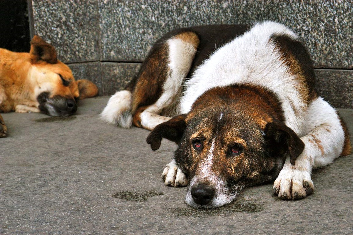 Malatya\'da 192 Sokak Köpeği Sahiplenildi