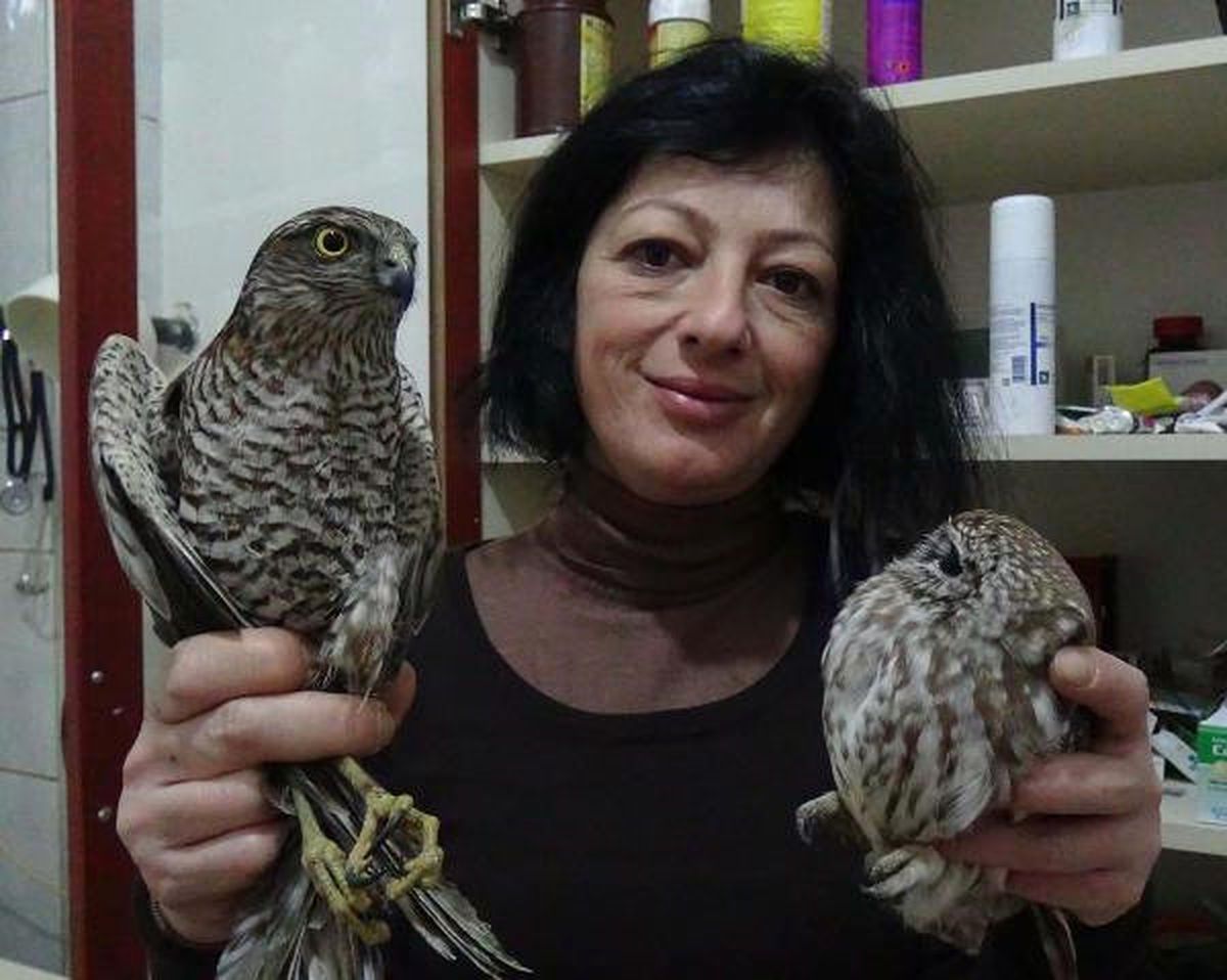 Yaralı Atmaca ve Yavru Baykuşa Şefkat Eli