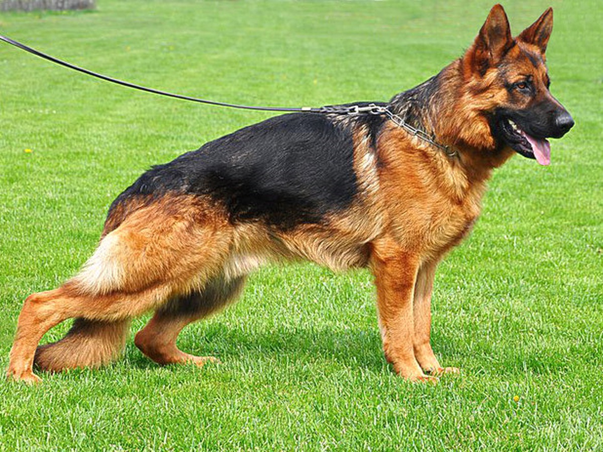 Yerleri Süpüren Köpek Herkesi Şaşırtıyor