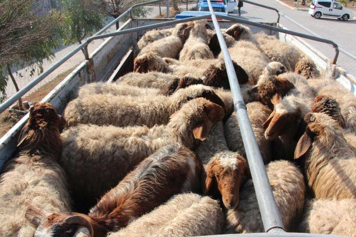 Akçakale\'de Hayvan Kaçakçılığı!