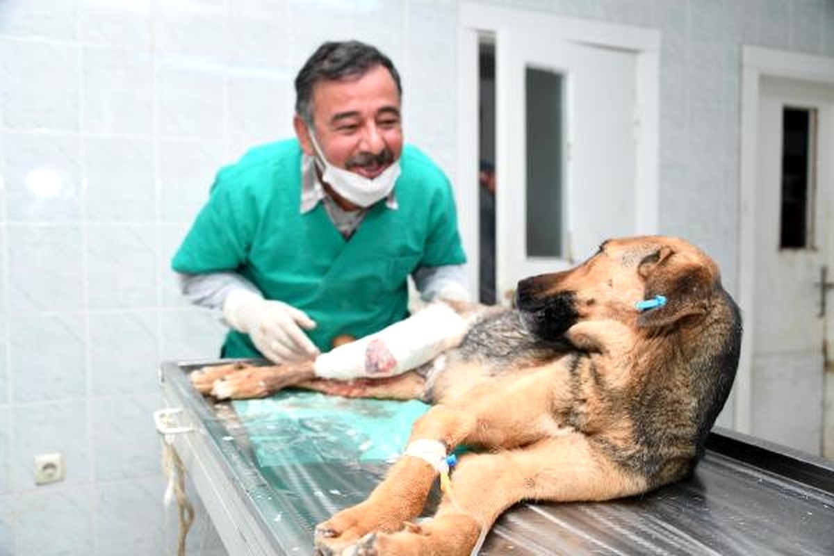 Ayağı Kırılan Köpeğe Tedavi, Yavrularına Bakım
