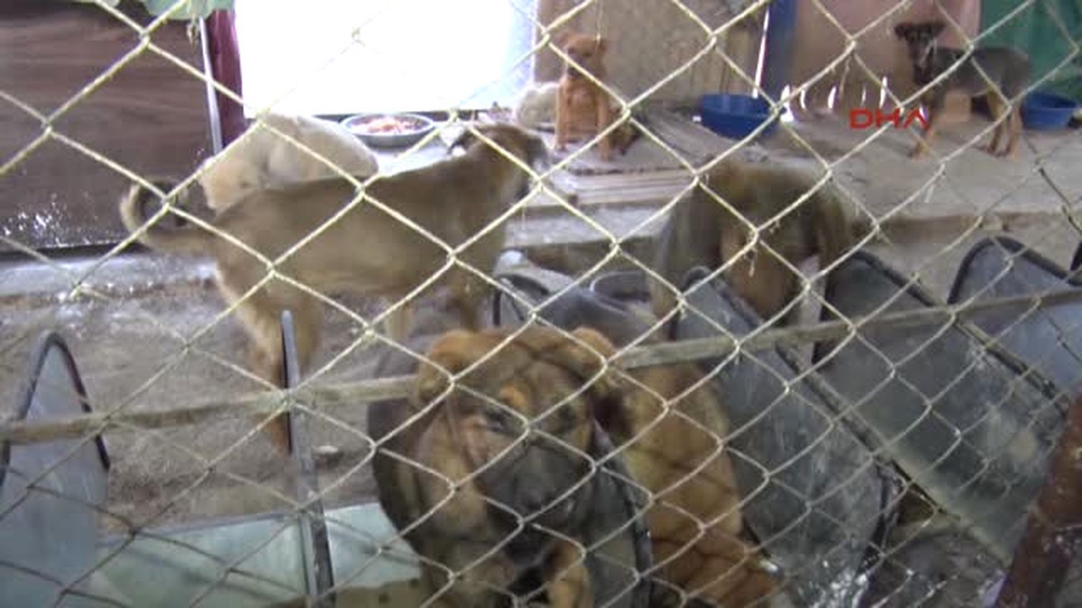Ayağı Kırılan Köpeğe Tedavi, Yavrularına Bakım