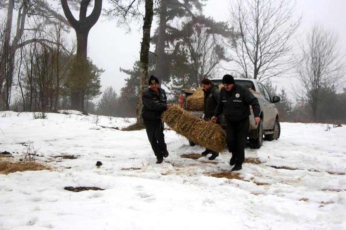 Bolu Dağı\'nda Yılkı Atlarına Yem Bırakıldı