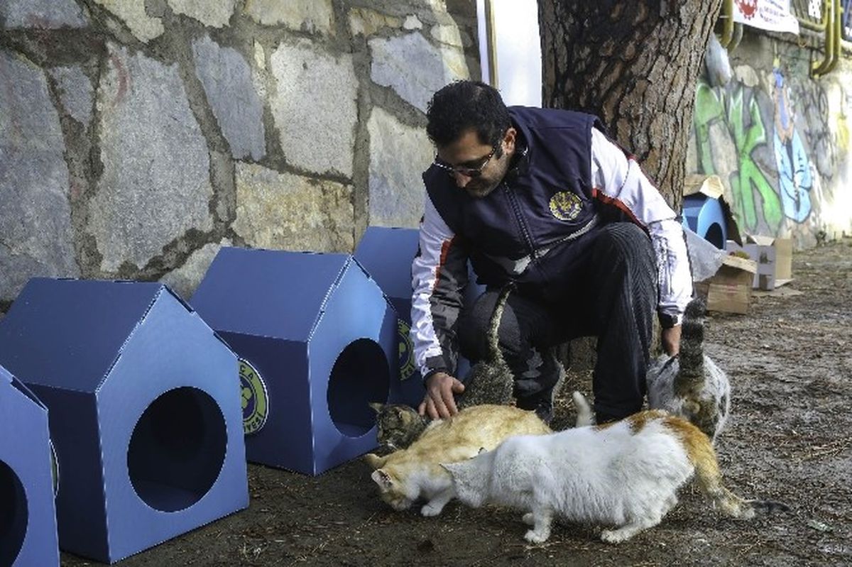 Buca Belediyesi\'nden 80 Yeni Kedi Evi