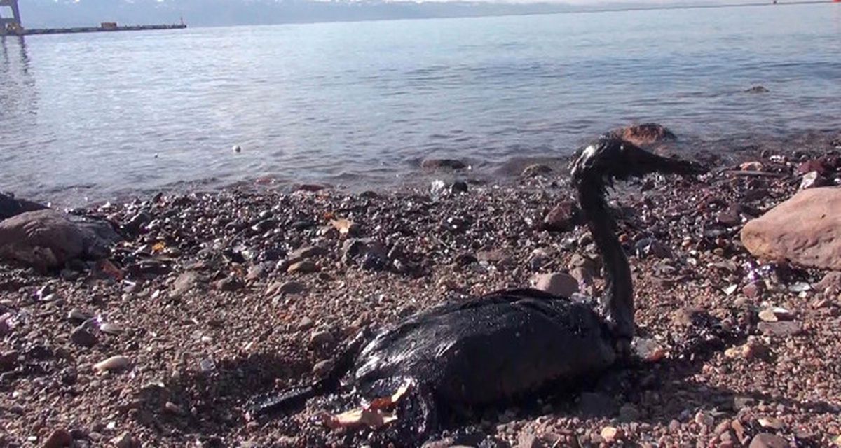 İzmit Körfezi\'ndeki Akaryakıt Sızıntısı