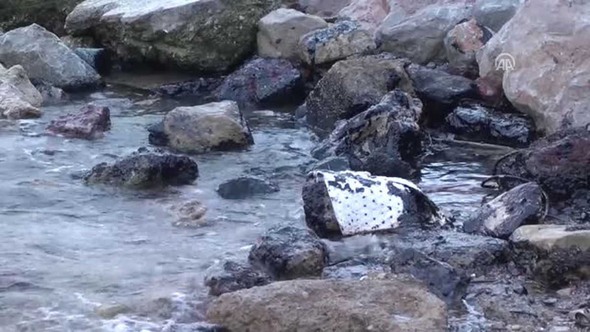Izmit Körfezi\'ndeki Akaryakıt Sızıntısından Etkilenen Karabataklar - Yalova