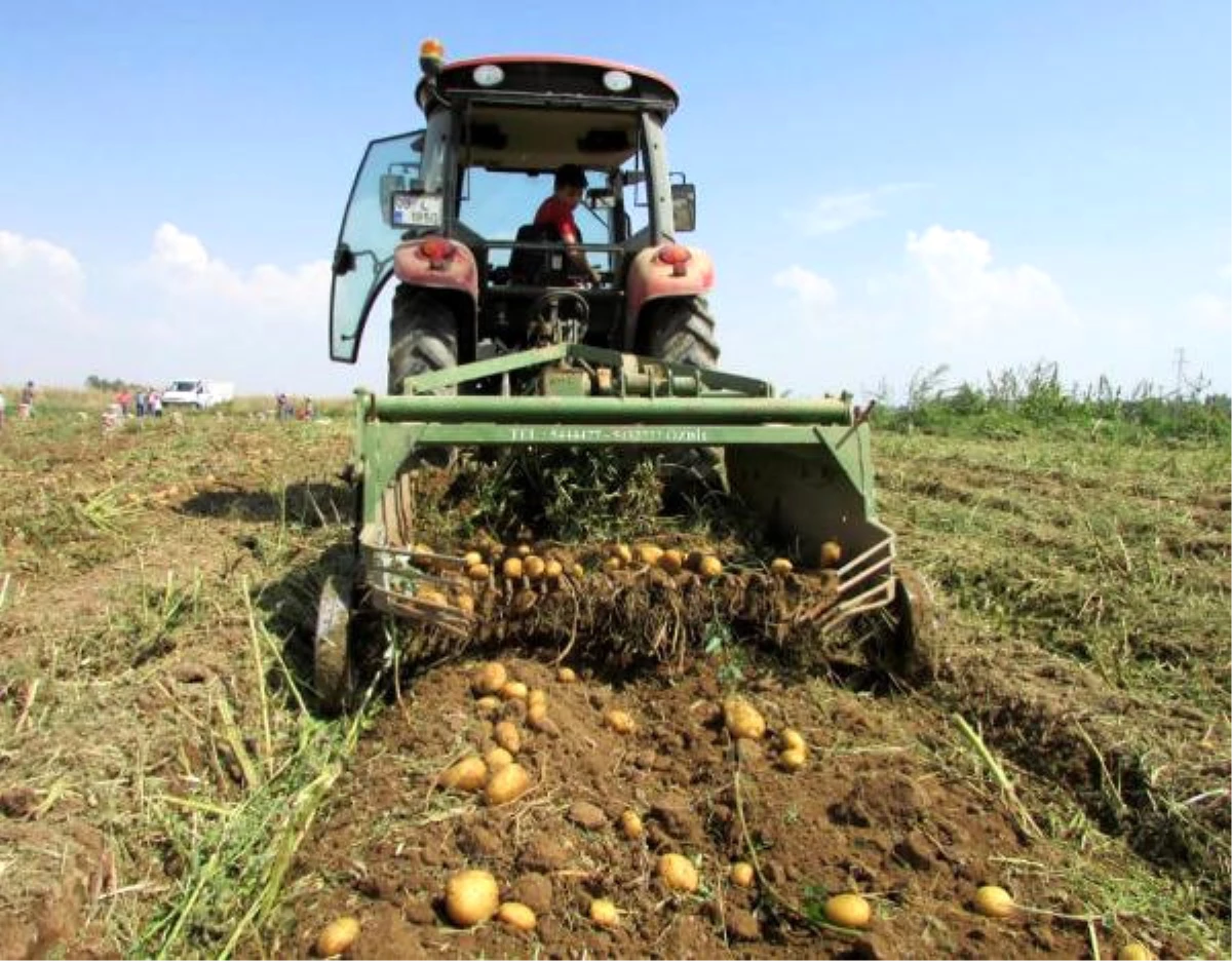 Patates Üreticisi 2 Yıldır Zararda