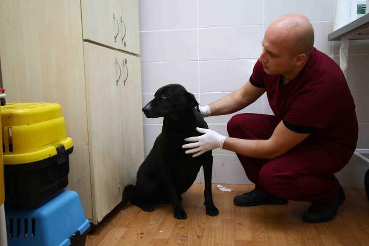 Şehit Polis Fethi Sekin\'in Beslediği Köpeğe Muayene