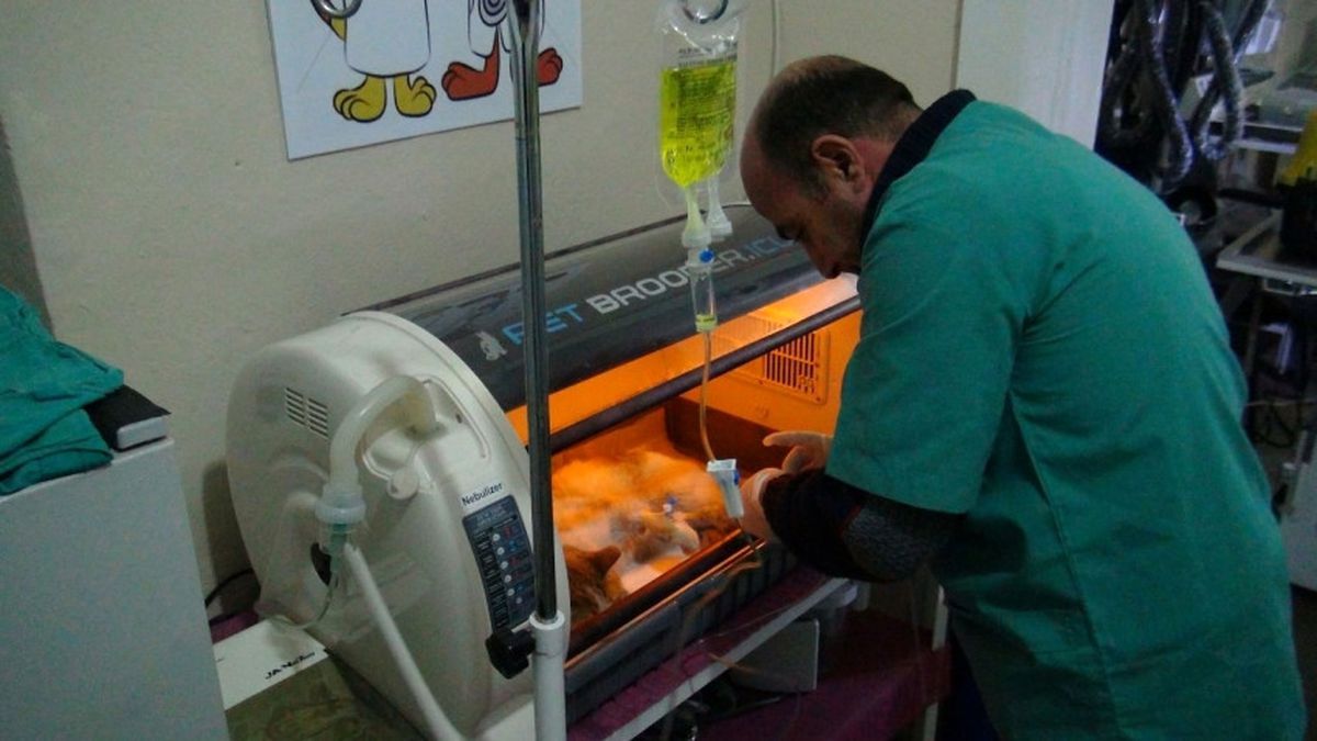 Tatvan\'da Tam Donanımlı Hayvan Hastanesi