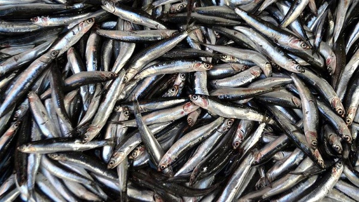 Tezgahın Gözdesi \'Hamsi\'