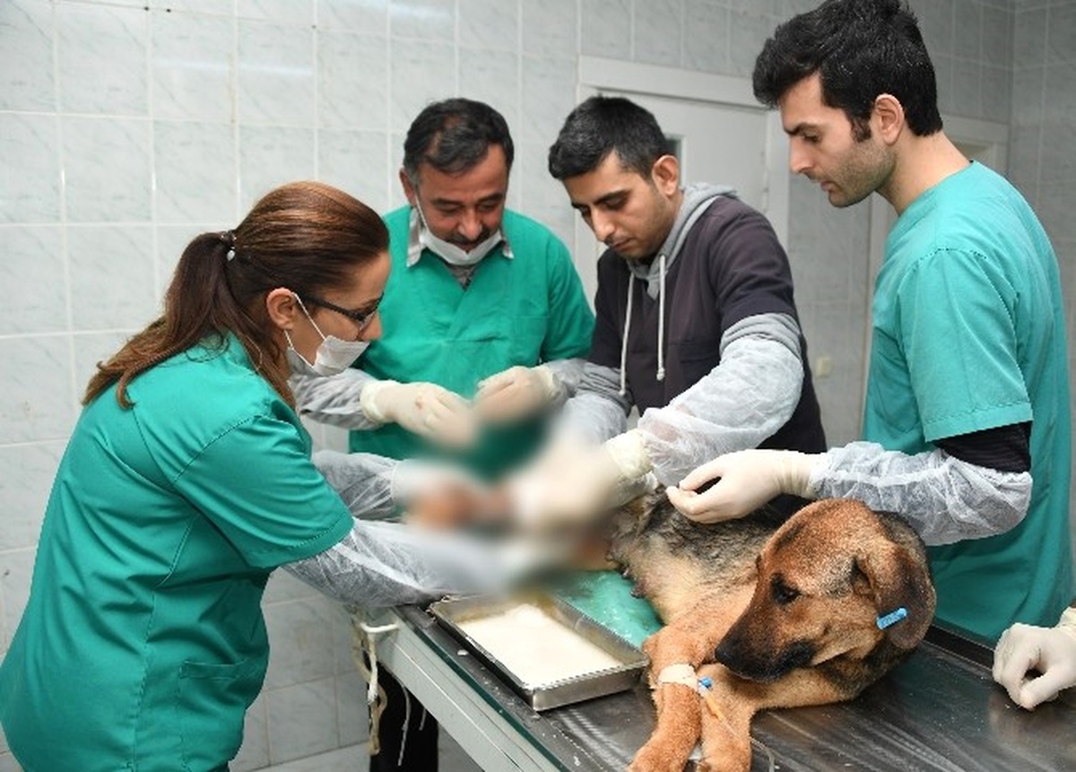 Trafik Kazası Geçiren Köpek ve Yavrularına Belediye Sahip Çıktı