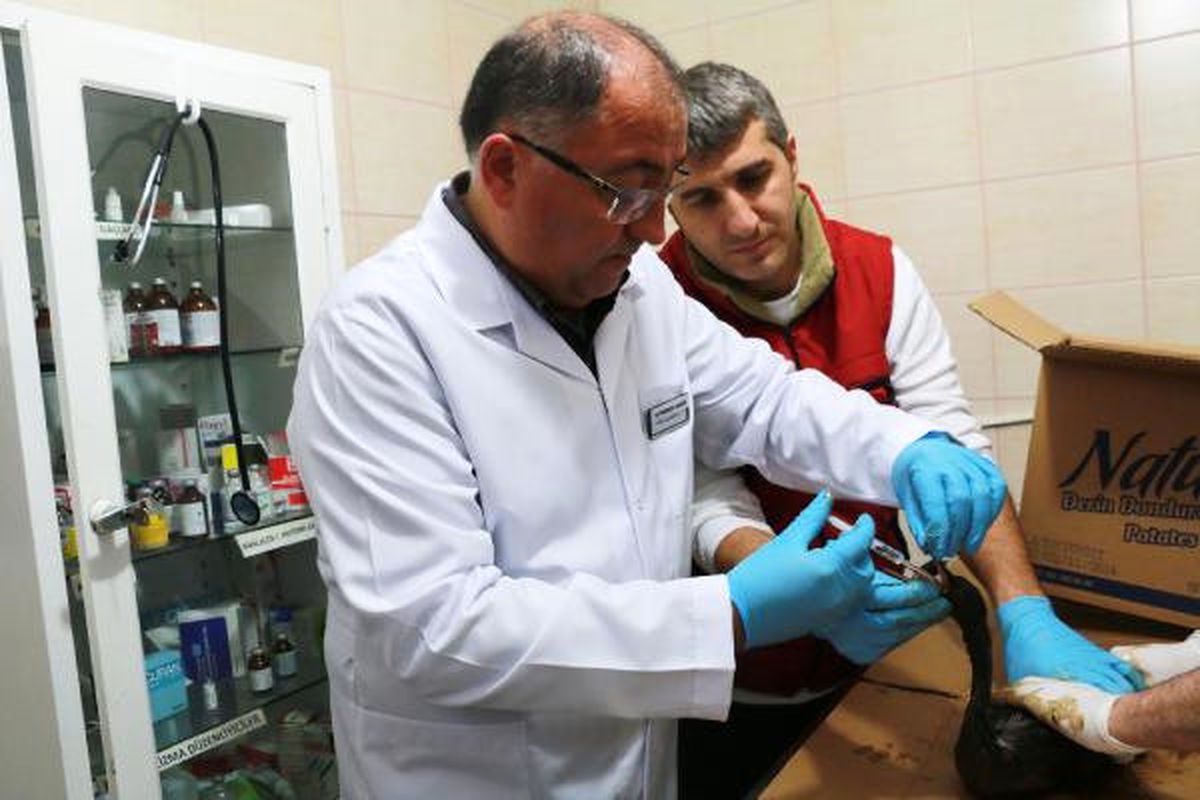 Veteriner Başkan, Yakıta Bulanan Kuşlara Müdahale Etti