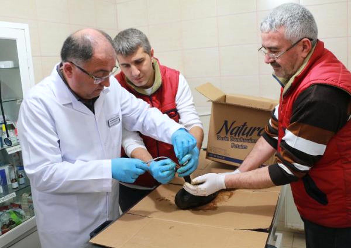 Veteriner Başkan, Yakıta Bulanan Kuşlara Müdahale Etti