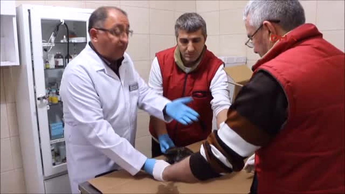 Yalova - Veteriner Başkan, Yakıta Bulanan Kuşlara Müdahale Etti