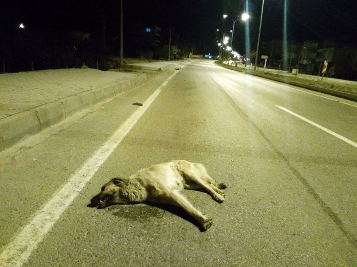 Aracın Çarptığı Köpek Telef Oldu
