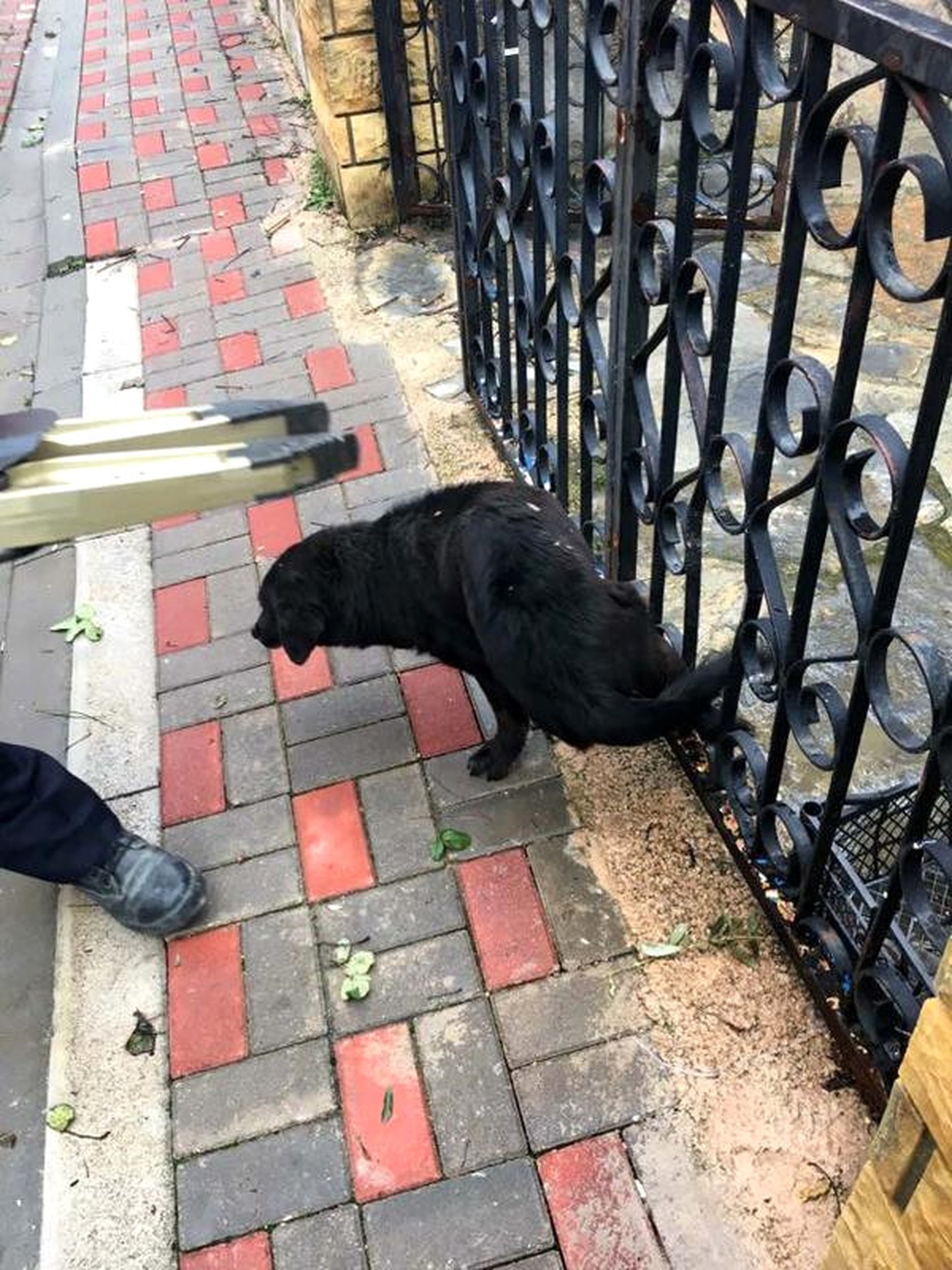 Demir Parmaklığa Sıkışan Köpeği İtfaiye Kurtardı