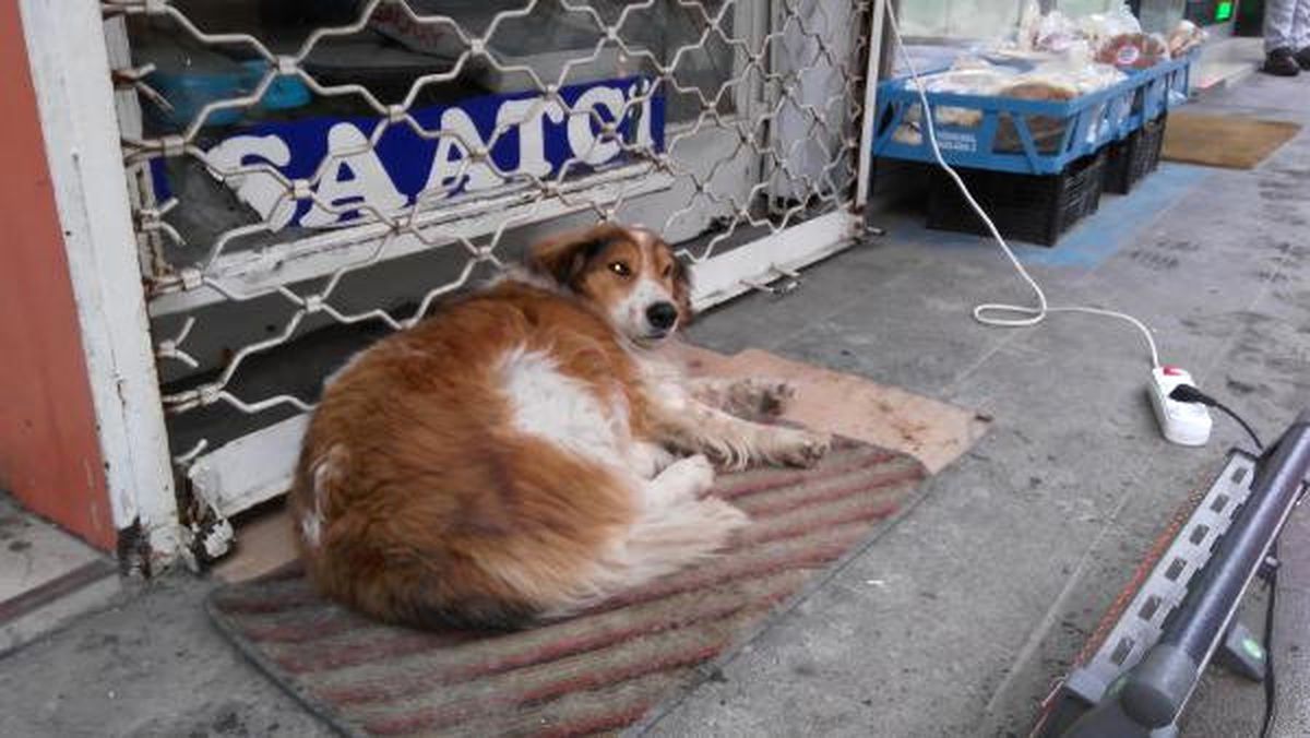 Esnaftan, Üşüyen Köpeğin Altına Paspas, Önüne Isıtıcı