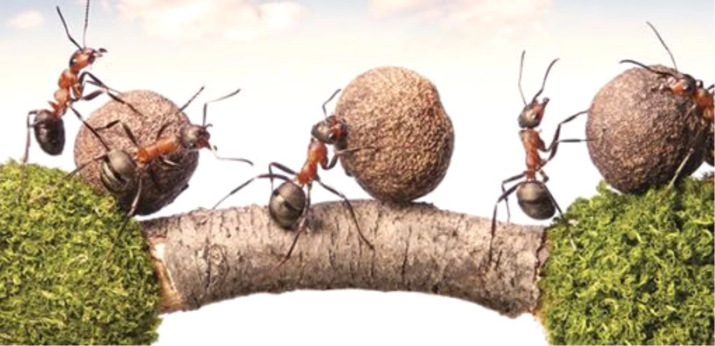 Karıncalar Yön Bulmak İçin Güneşin Konumunu ve Görsel Verileri Kullanıyor