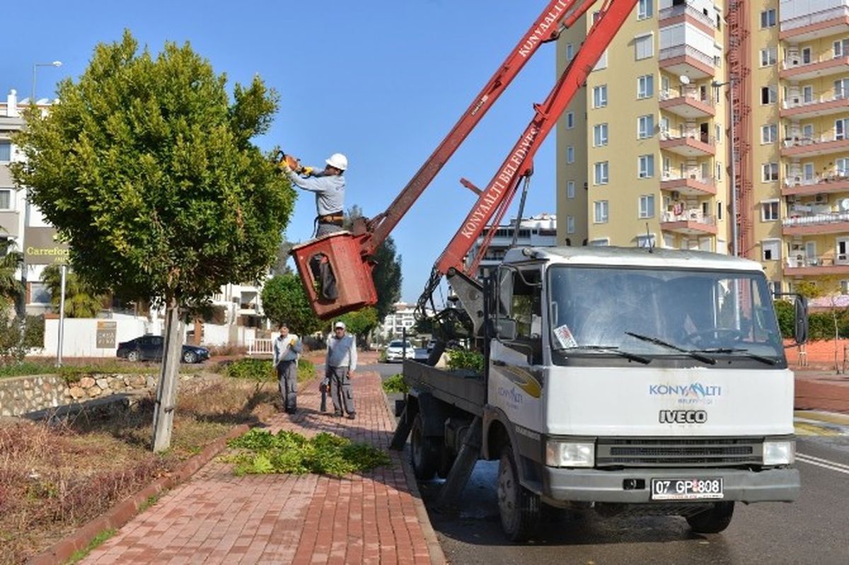 Konyaaltı\'nda Ağaç Budama Çalışması