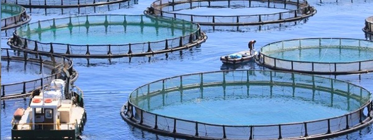 Kültür Balıkçılığı Ordu\'ya 40 Milyon Lira Kazandırdı