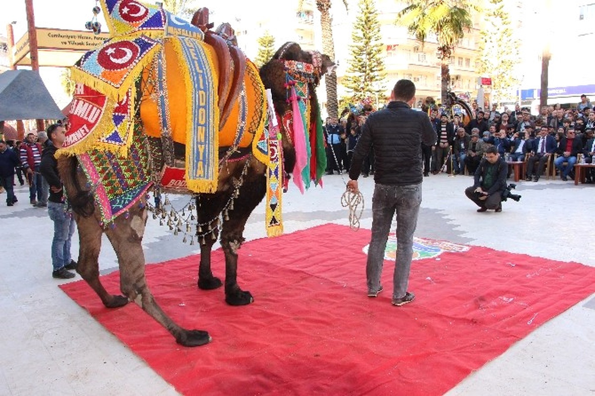 Kumluca\'da "En Süslü Deve" Yarışması Yapıldı