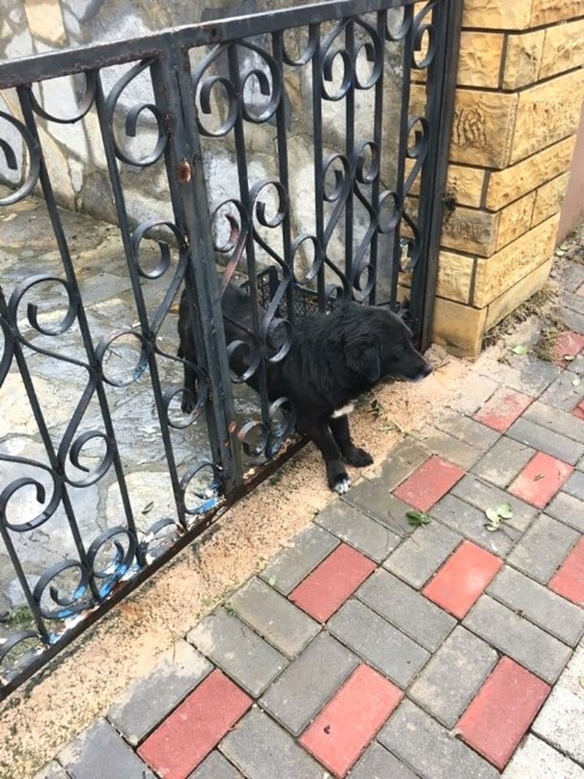 Parmaklıklara Sıkışan Köpeği İtfaiye Kurtardı