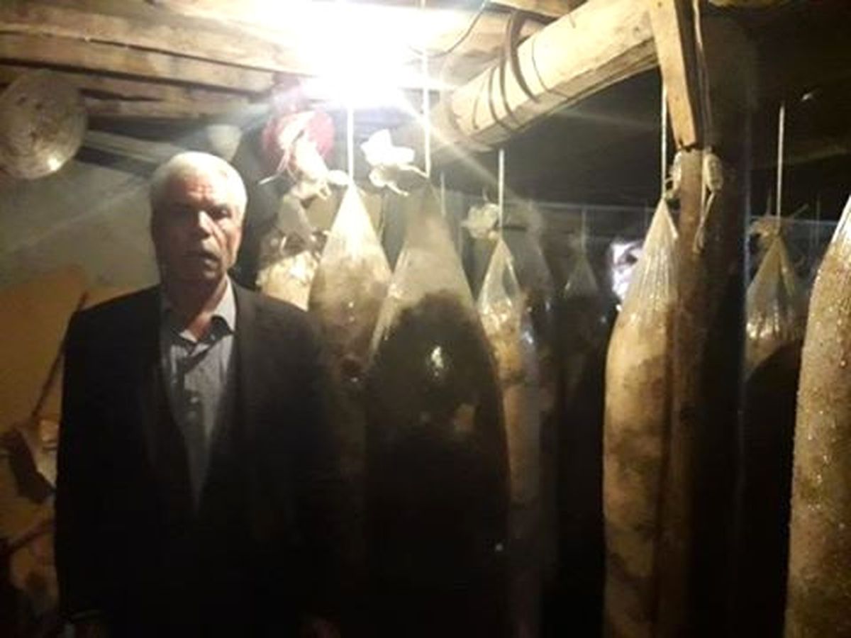 Saman İçerisinde İstiridye Mantarı Üretiyor
