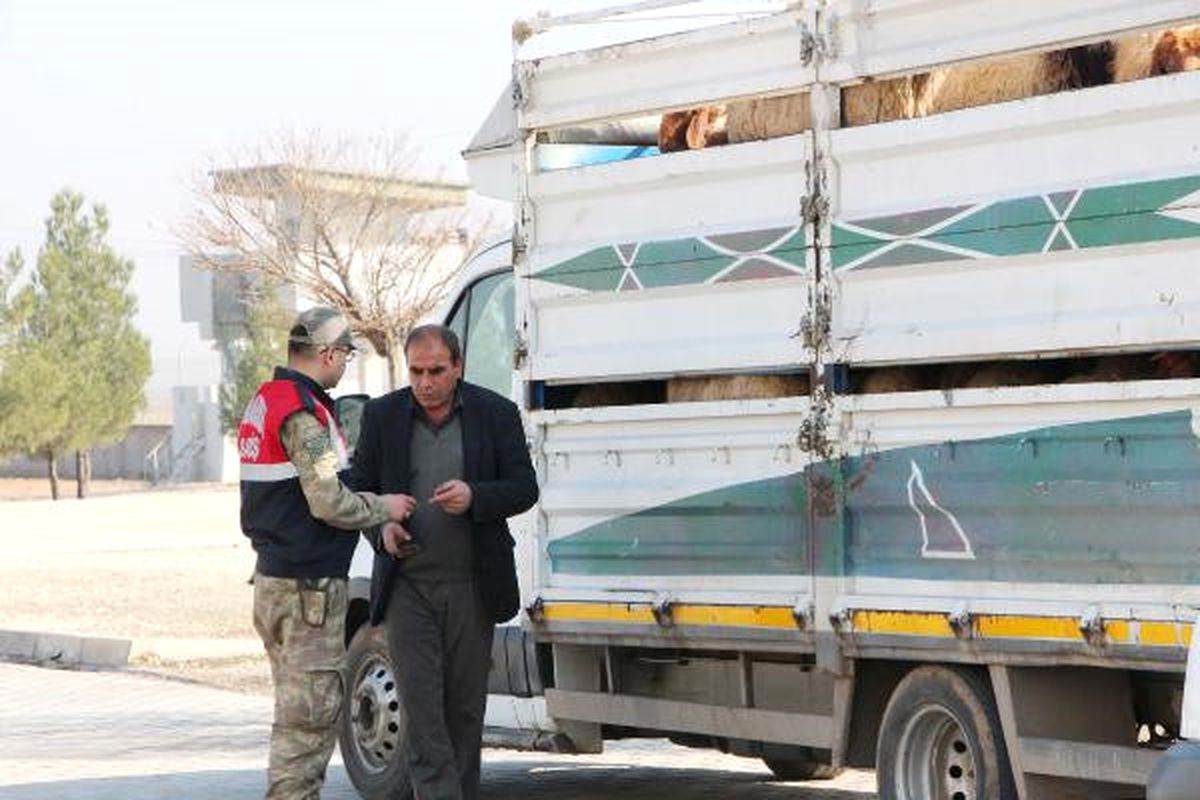 Şanlıurfa\'da Hayvan Kaçakçılığı