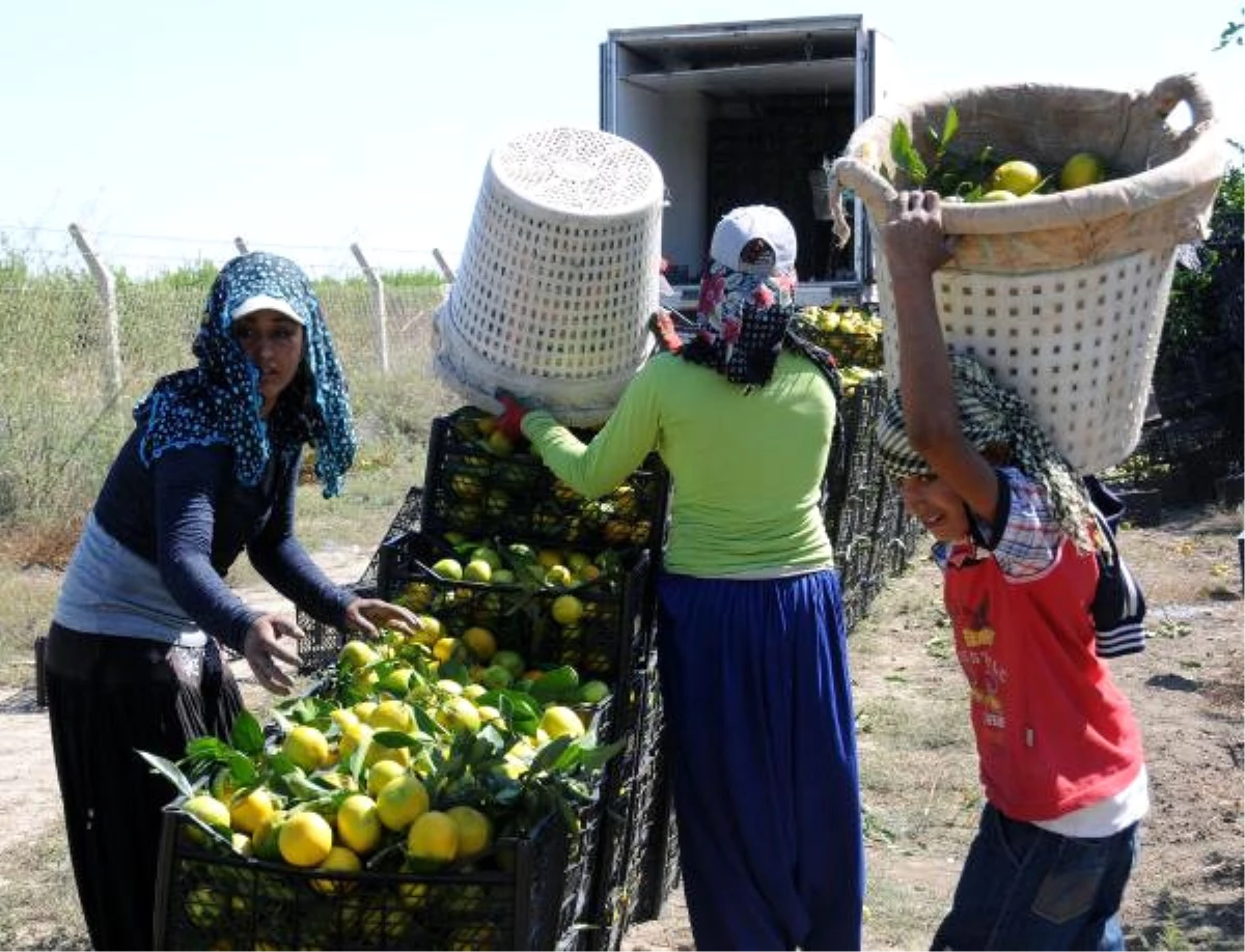Tarım İşçisi Çocuklar Okula Gitmiyor, Günde 9 Saat Çalışıyor