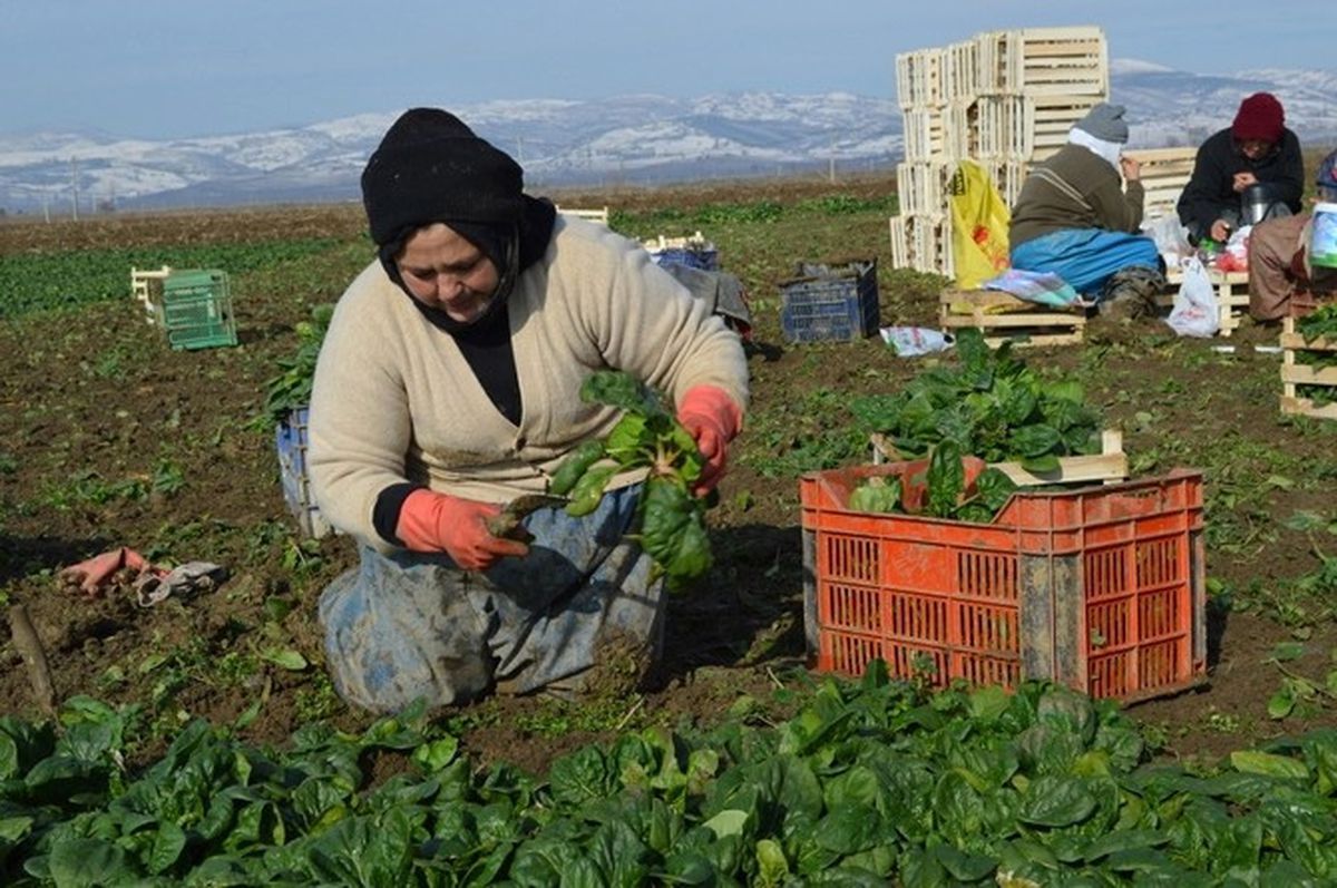 Tarımda Genç Girişimci Kadınlar Güçleniyor Programı Erzincan\'da Başladı