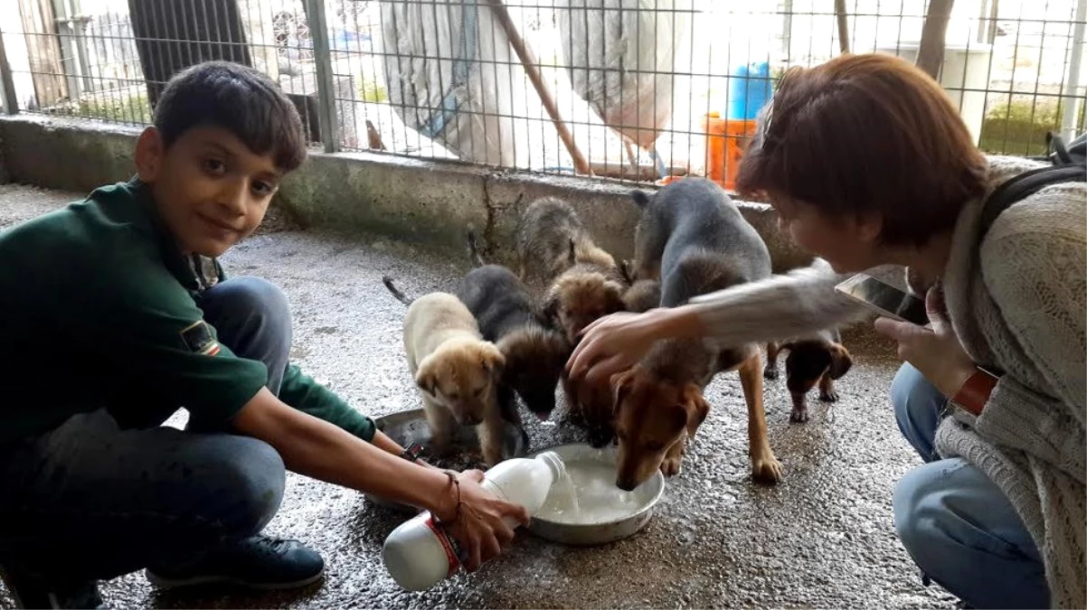 Torbalı\'da Öğrenciler Sokak Hayvanlarına Yiyecek Dağıttı