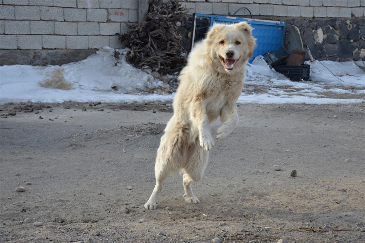 Köylerin Bekçi Köpekleri