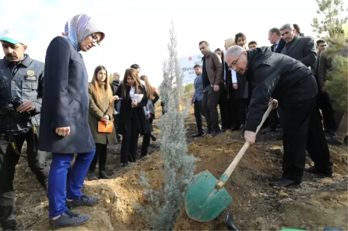 Mardin\'de \'Bereket Ormanlarına\' Fidan Dikildi