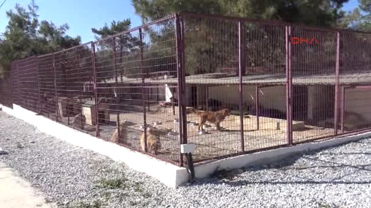 Muğla Paylaşılamayan \'Golden Çetesi\'nin Yeni Adresi Barınak Oldu